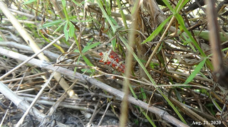 200821larva0.jpg
