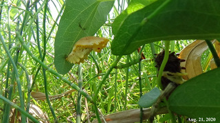 200821pupa2.jpg