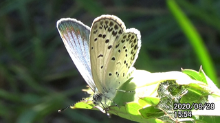 200828ヤマト1554.bmp
