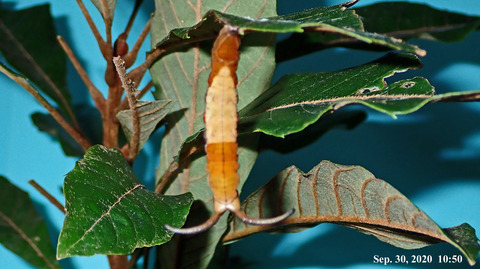 200930Prepupa0.jpg