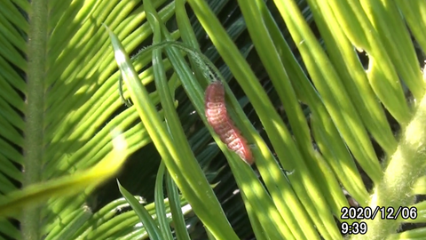 201206larva3.bmp