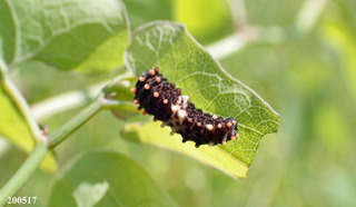 2020517larva1.jpg