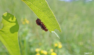 2020517larva2.jpg