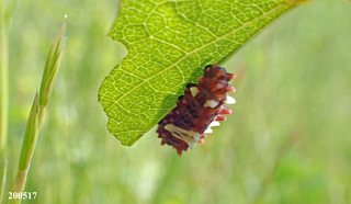 2020517larva5.jpg