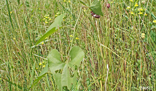 2020517larva6.jpg