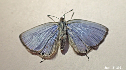 210115male.jpg
