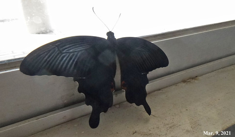 210309クロアゲハ♂.jpg