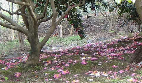 210309ツバキ落花0.jpg