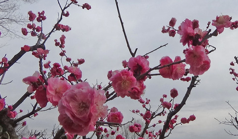 210309花豊後.jpg