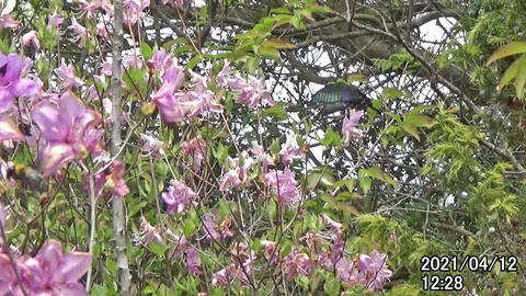 210412カラスアゲハ1228a.bmp