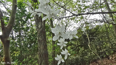 210414白花東国三つ葉ツツジ.jpg