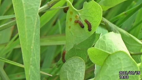 210715ジャコウlarva00.bmp